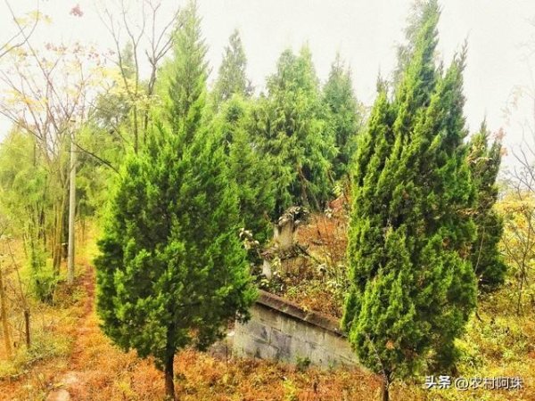 坟有三不动，动了代代穷？老祖宗传下的别乱破，不是迷信是规矩