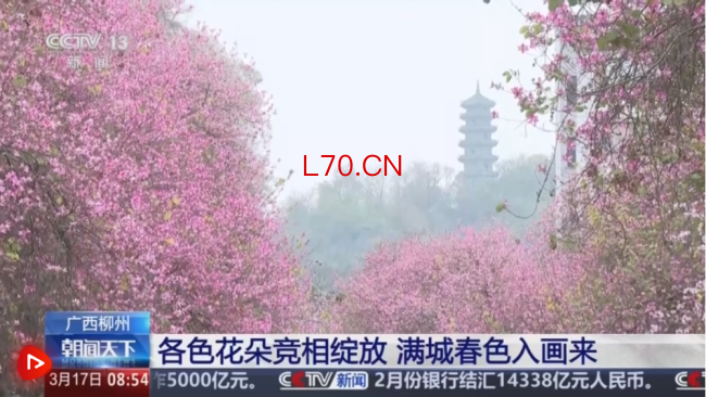 从赏花经济看春日消费新图景